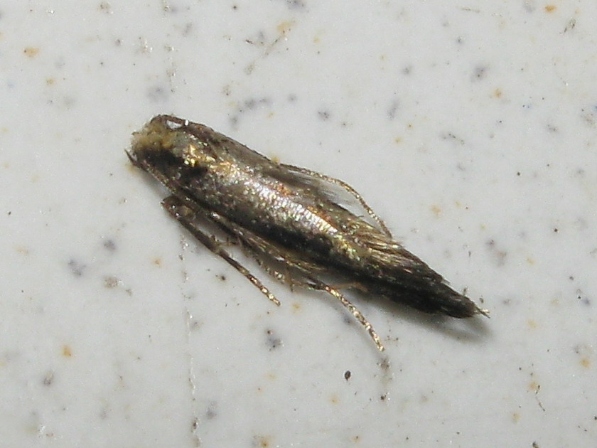 Micro da id. 3